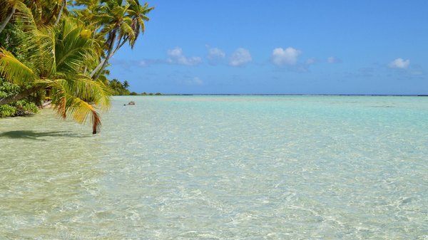 Quels sont les meilleurs spots pour observer les requins-marteaux aux Galápagos?